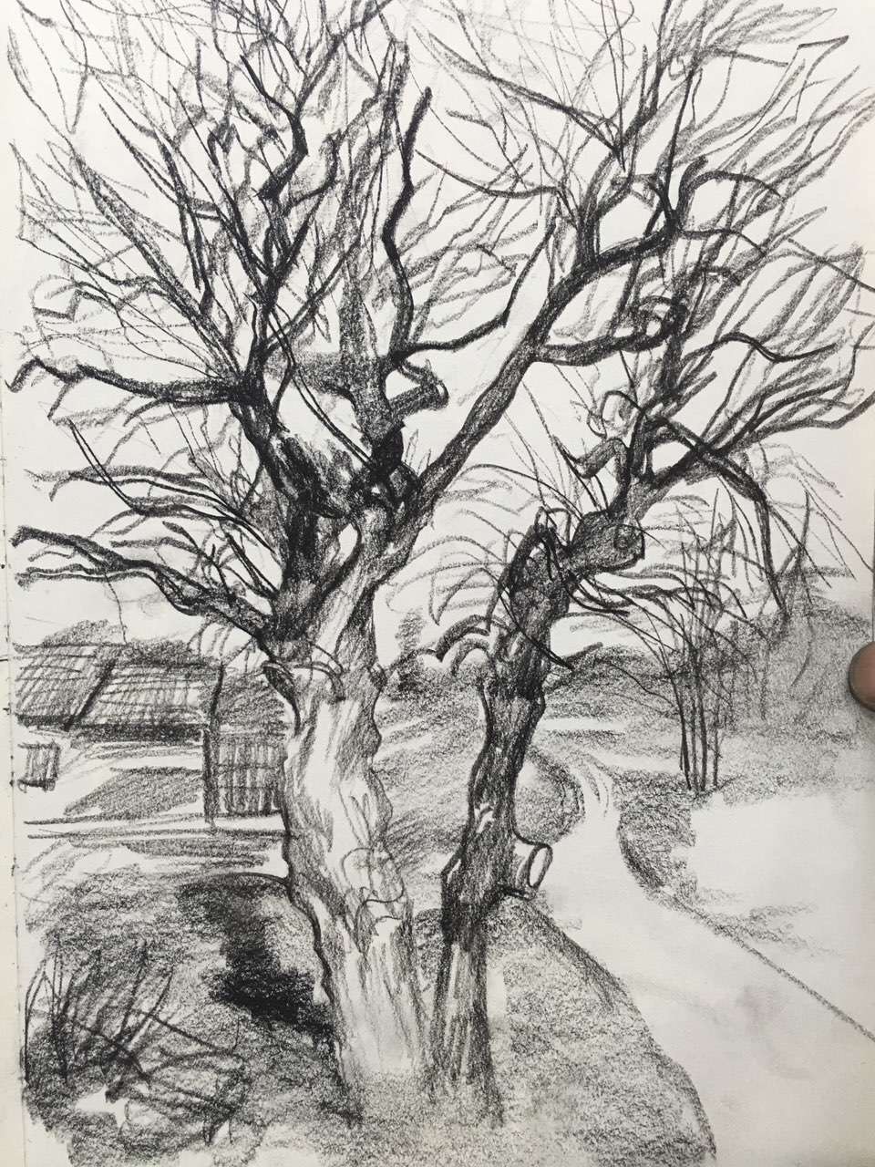 朱建路老師場(chǎng)景素描古樹曠野范畫賞析