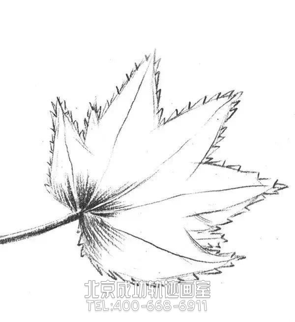 簡單素描畫楓葉