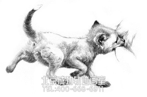 素描教程：狐貍的素描畫具體畫法